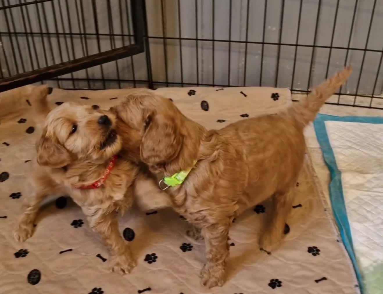 Mini Goldendoodle dogs for sale: F1 Miniature Goldendoodle for sale  - Video 3