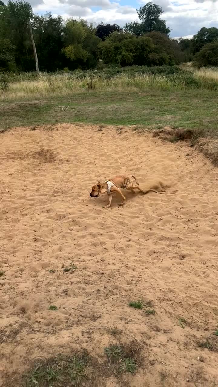 Mixed Breed dogs for sale: Well-Trained Pup Looking for His Forever Home - Video 2