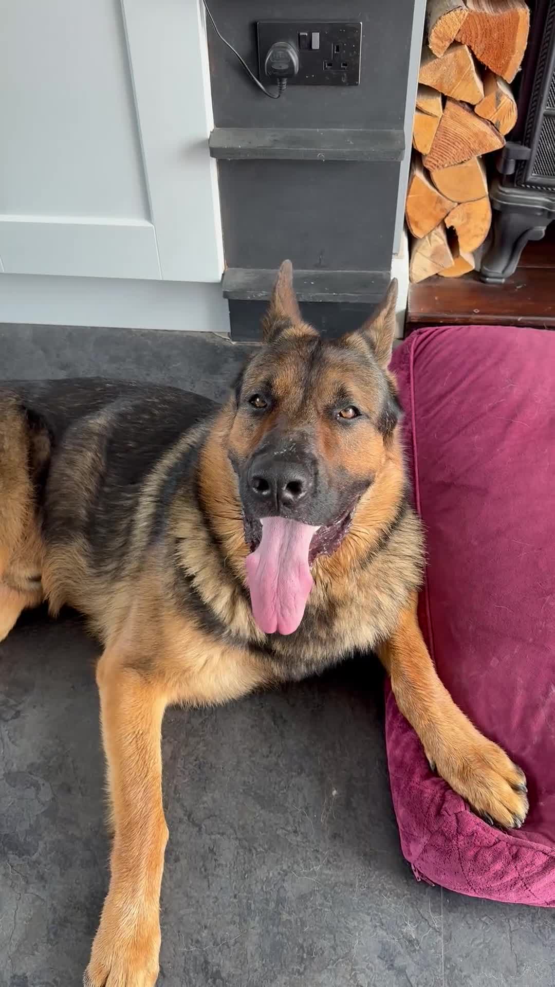 German Shepherd dogs for stud: STUD Only German Shepherd - Video 2