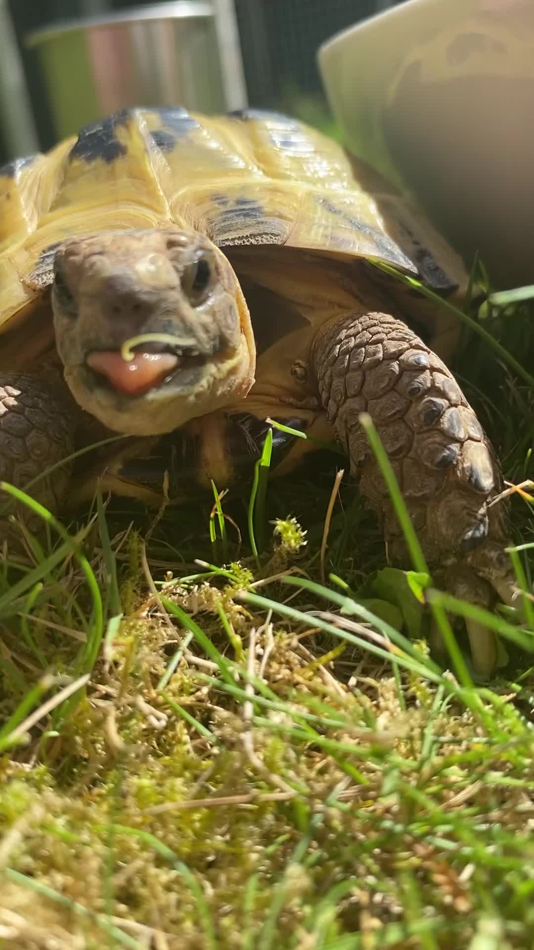 Tortoise reptiles for sale: Female horsefield tortoise for rehoming - Video 1