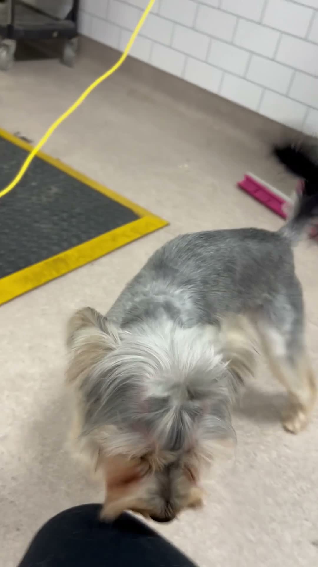 Yorkshire Terrier dogs for stud: Small Yorkie boy big personality  in High Wycombe - Video 1