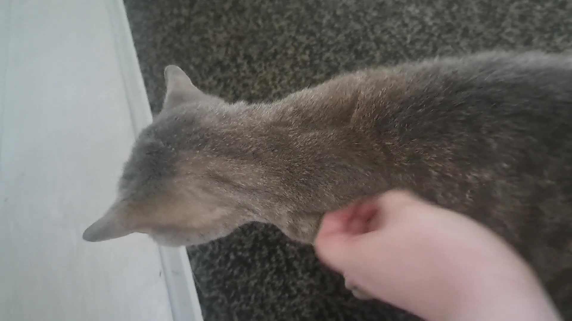 British Shorthair cats for sale: Male Grey British Short-hair Cat in Colne - Video 1