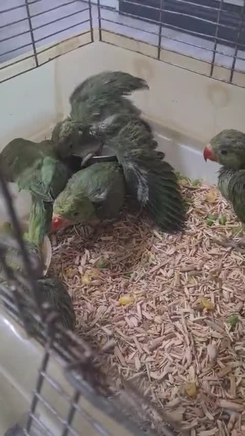 Parakeets birds for sale: Indian ringnecks babies with DNA  - Video 1