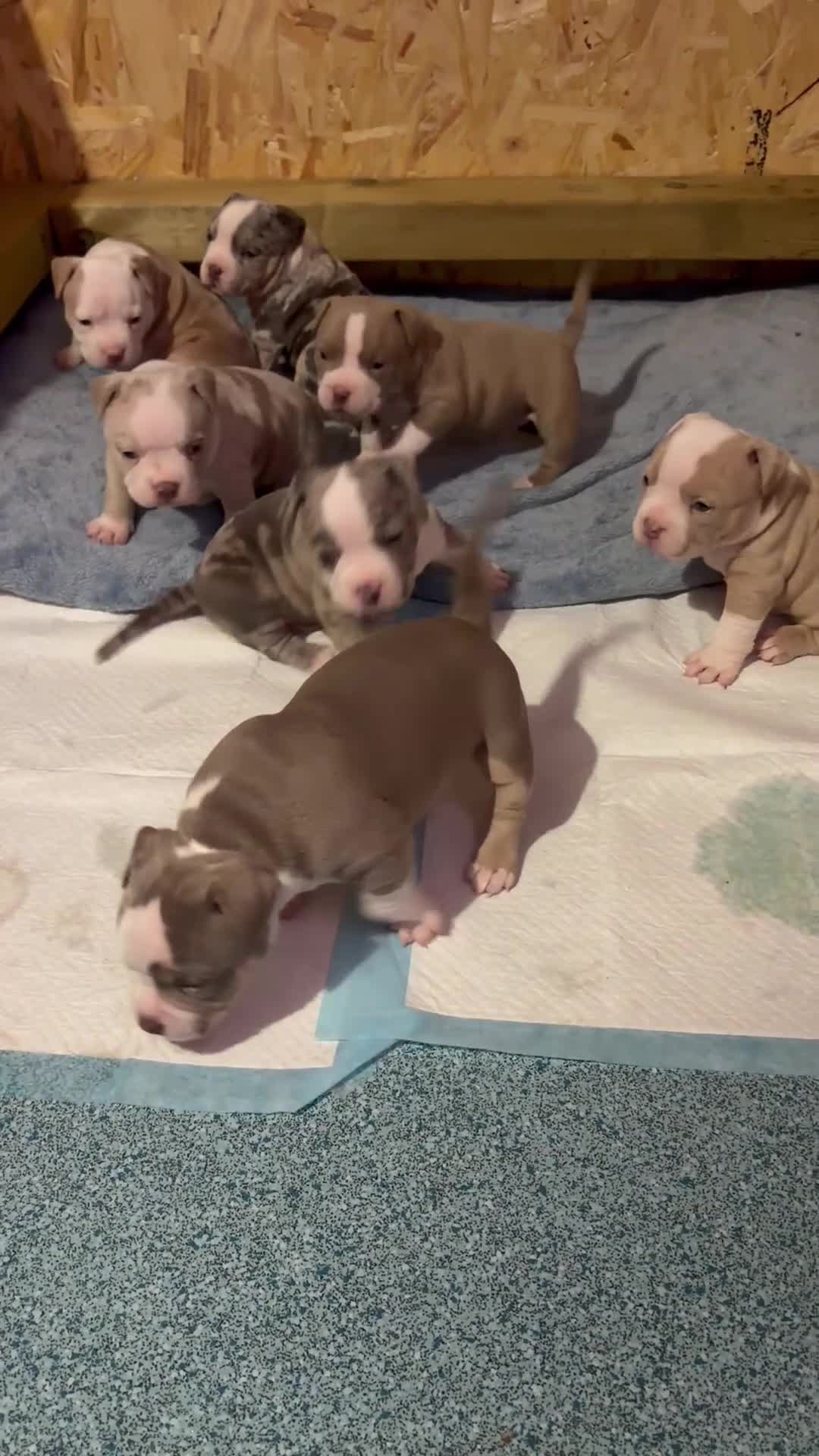 American Bully dogs for sale: Our Pocket Bully puppies  - Video 1