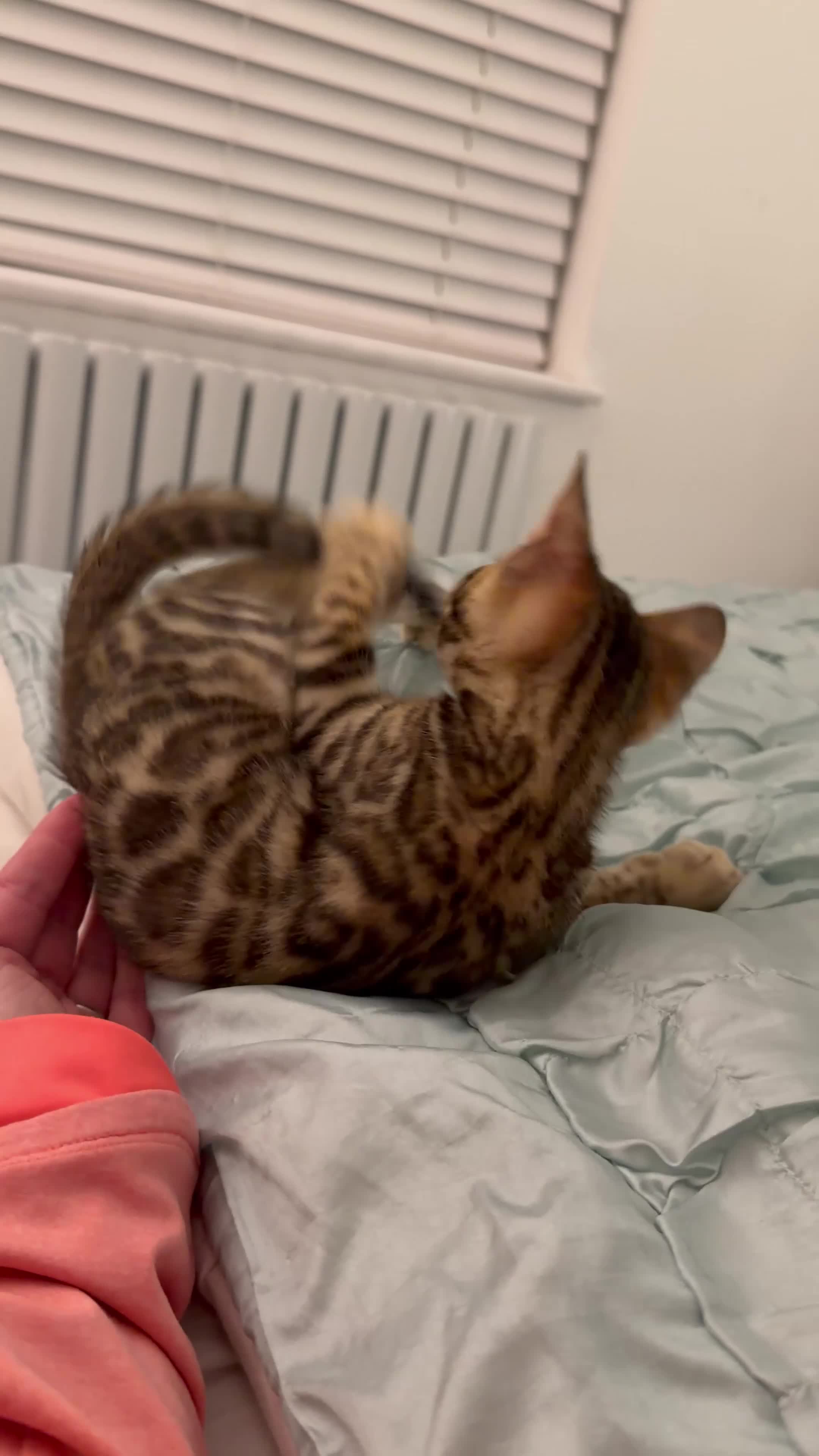 Bengal cats for sale: 🌟 READY 28 JAN - EXCEPTIONAL BENGAL KITTENS 🌟 - Video 4