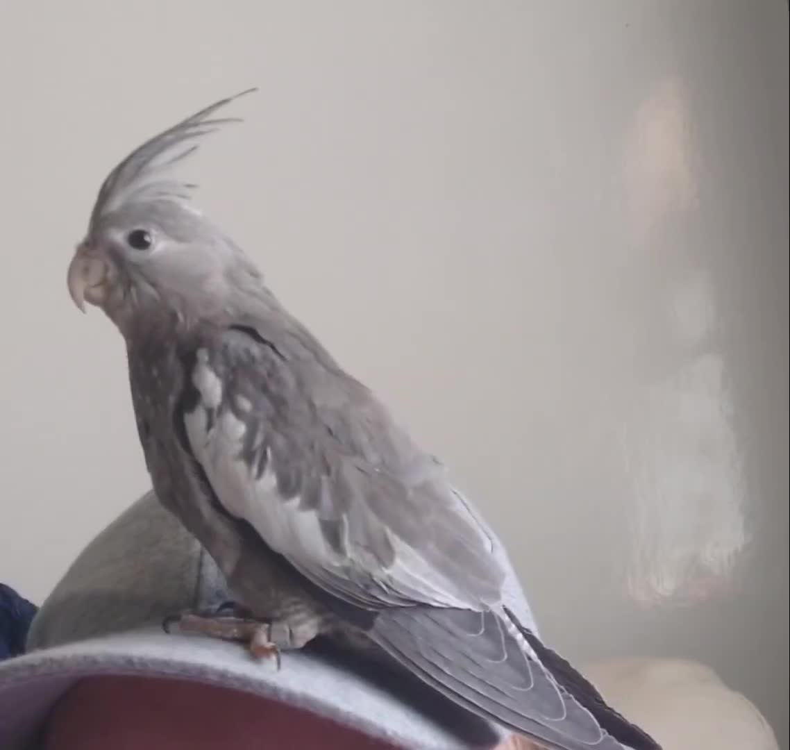 Cockatiels birds for sale: Hand reared semi tame DNA sexed baby cockatiel  in Worthing - Video 2