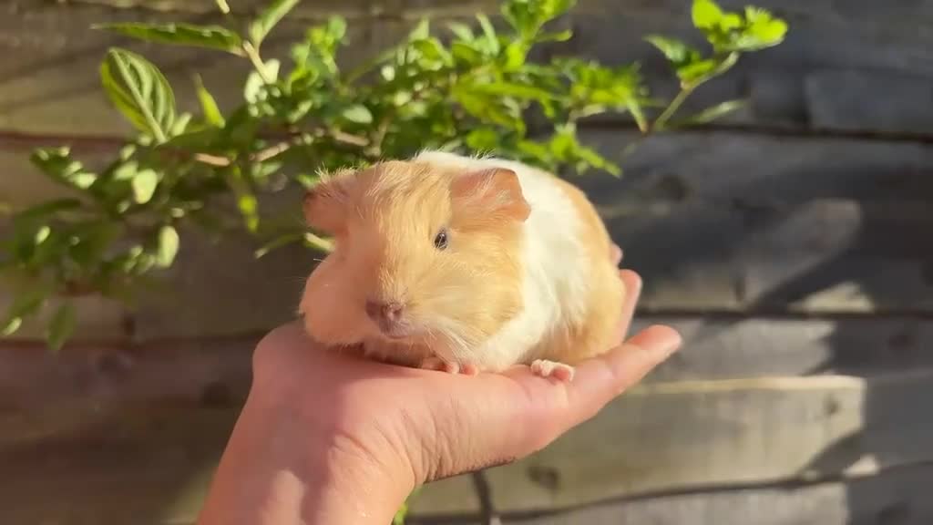 Guinea Pig rodents for sale: Gold & white Coronet Boar  - Video 1