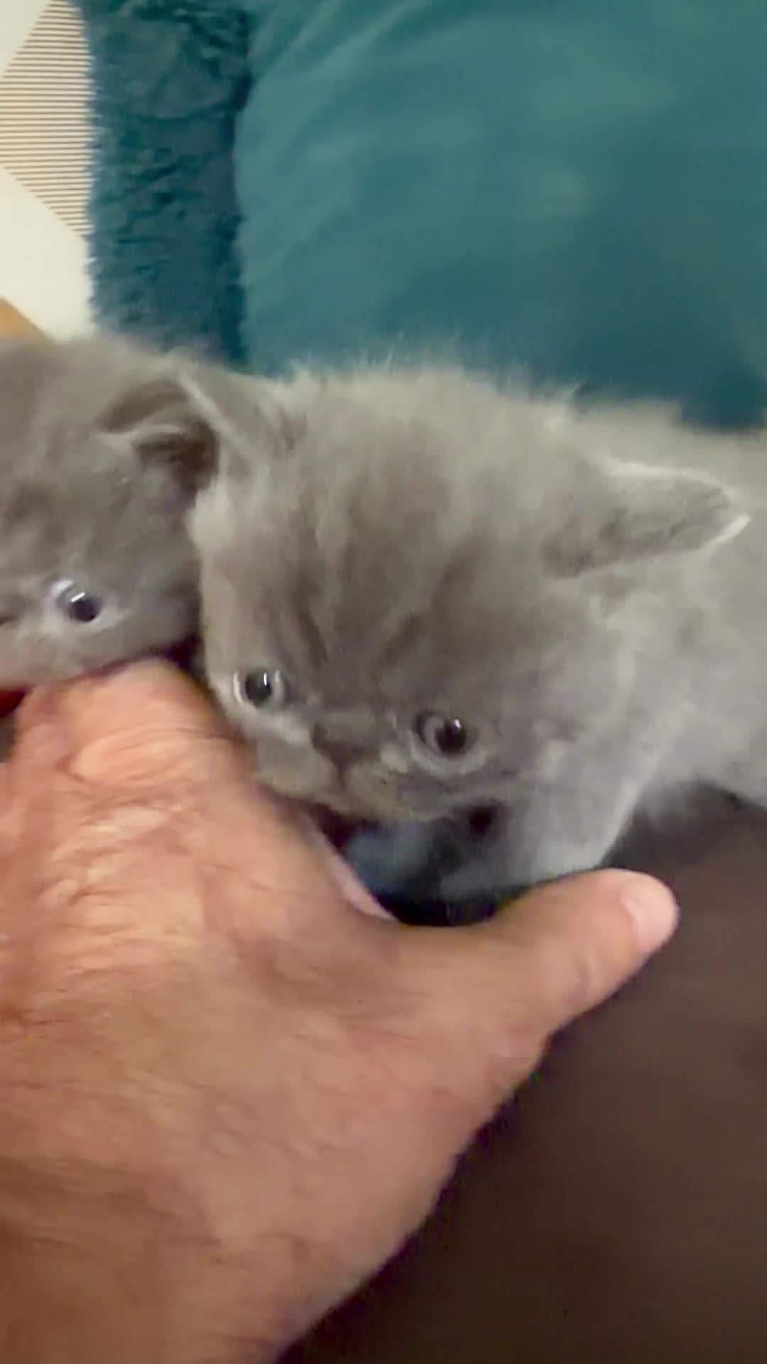 Exotic cats for sale: Exotic Shorthair Kittens For Sale - Video 1