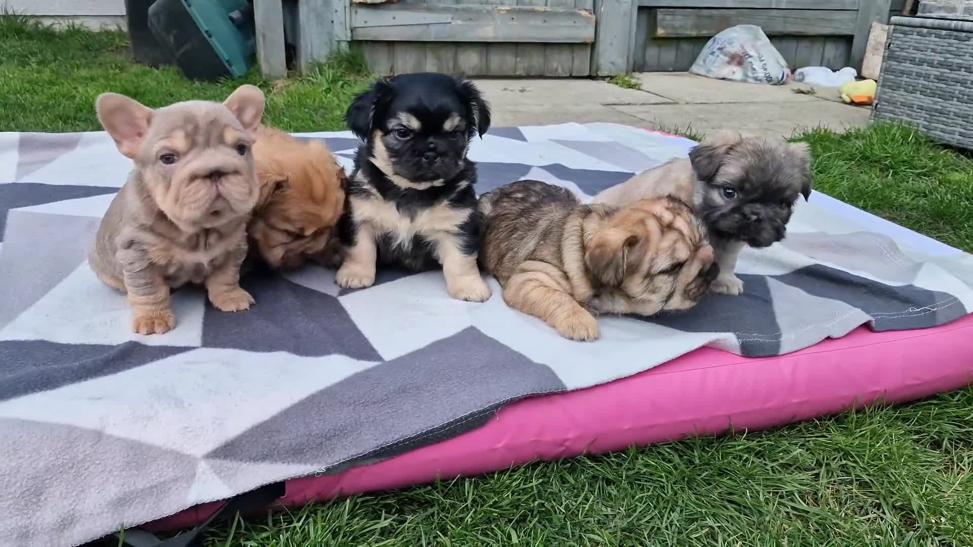 French Bulldog dogs for sale: FRENCH BULLDOGS  - Video 5