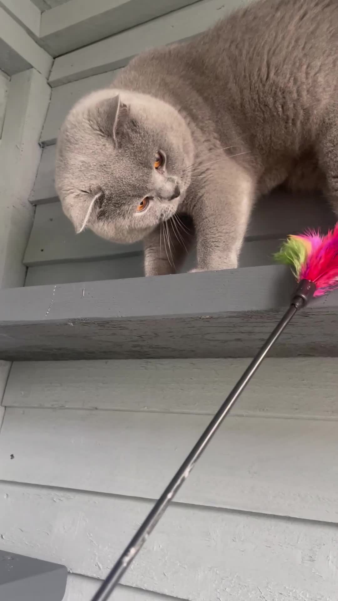 British Shorthair cats for stud: 🏆🔥GCCF BLUE CHAMPION STUD CARRYING CINNAMON 🔥🏆 - Video 1