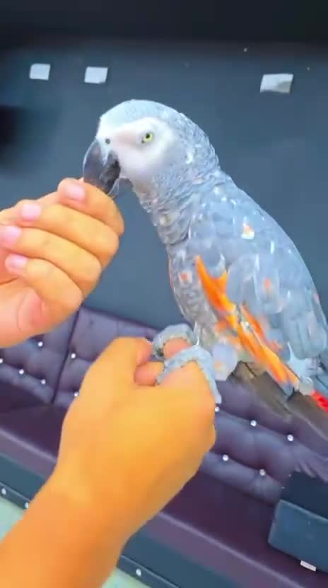 Parrots birds for sale: Afrecan grey - Video 2