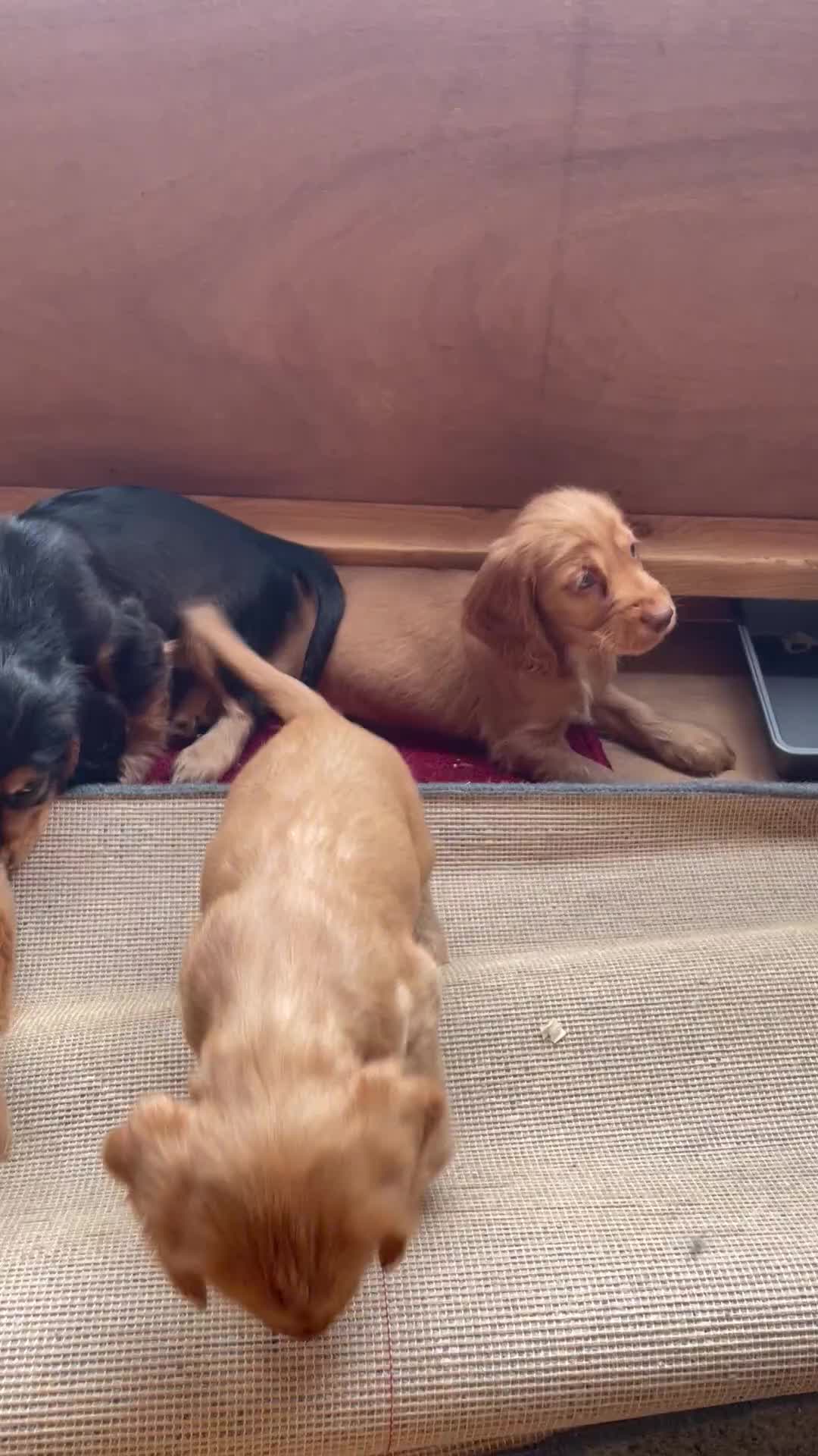 Cocker Spaniel dogs for sale: Full Cocker Spaniels Puppies  - Video 1