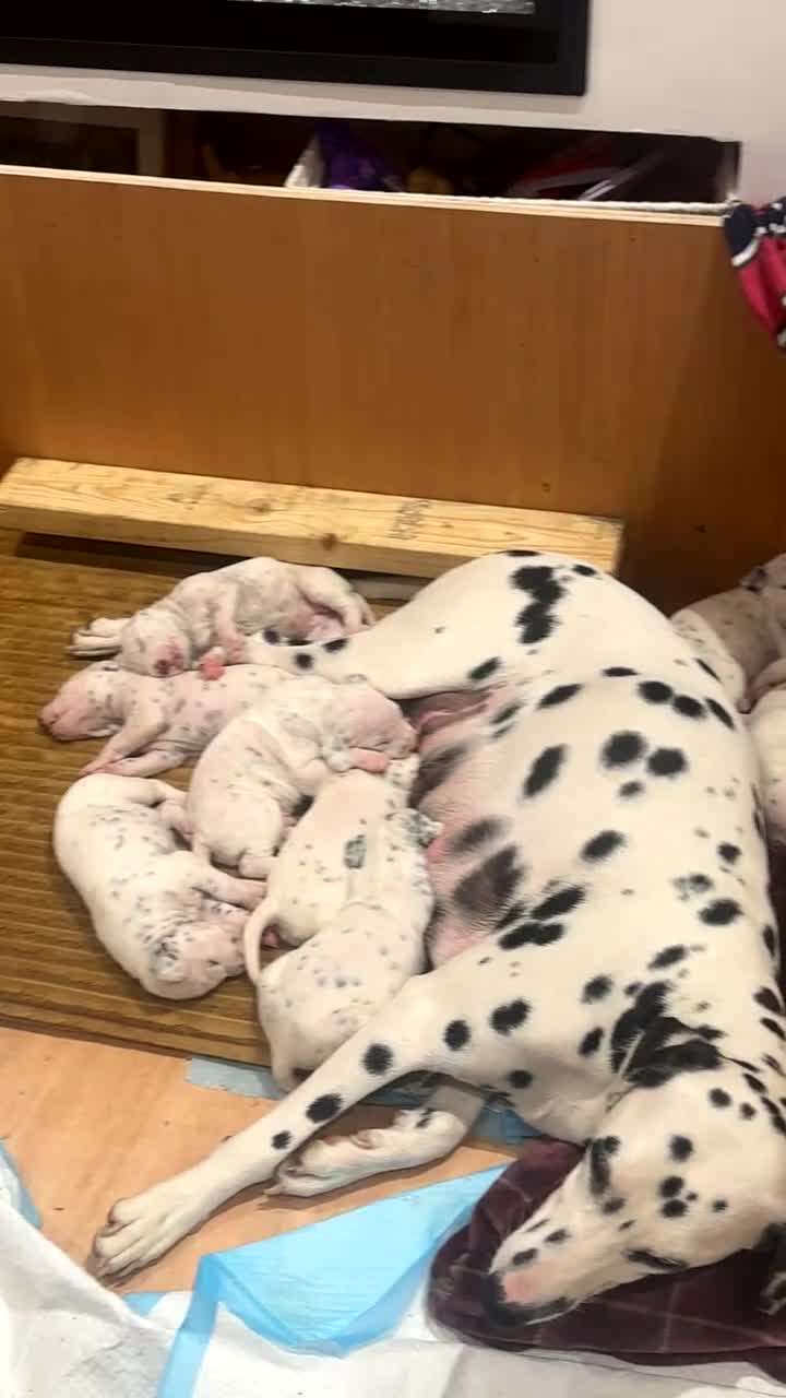 Dalmatian dogs for sale: 🐾2 left🐾 top pedigree pups - Video 1