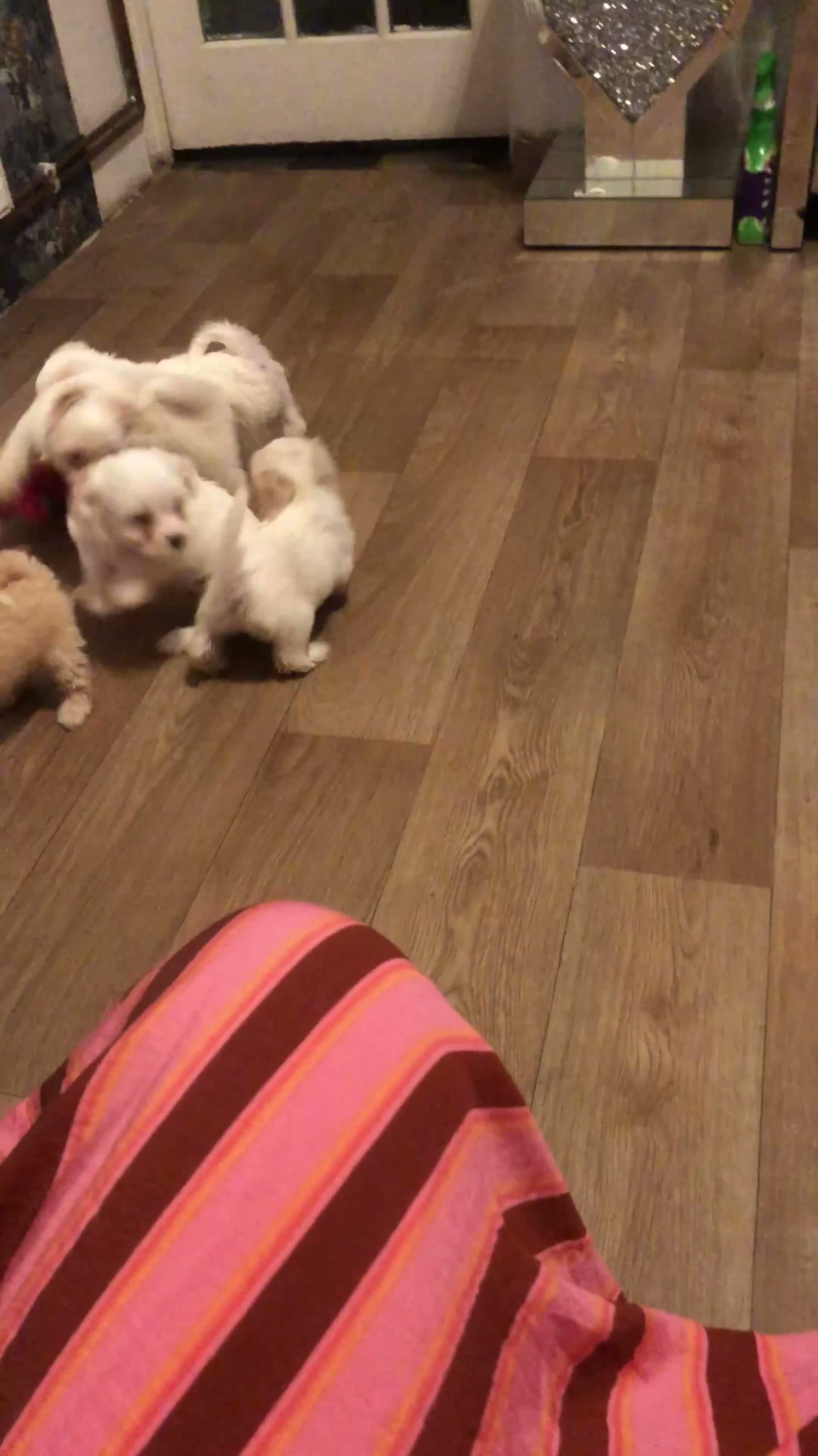 Mixed Breed dogs for sale: Adorabile Bichon puppies💕 - Video 1