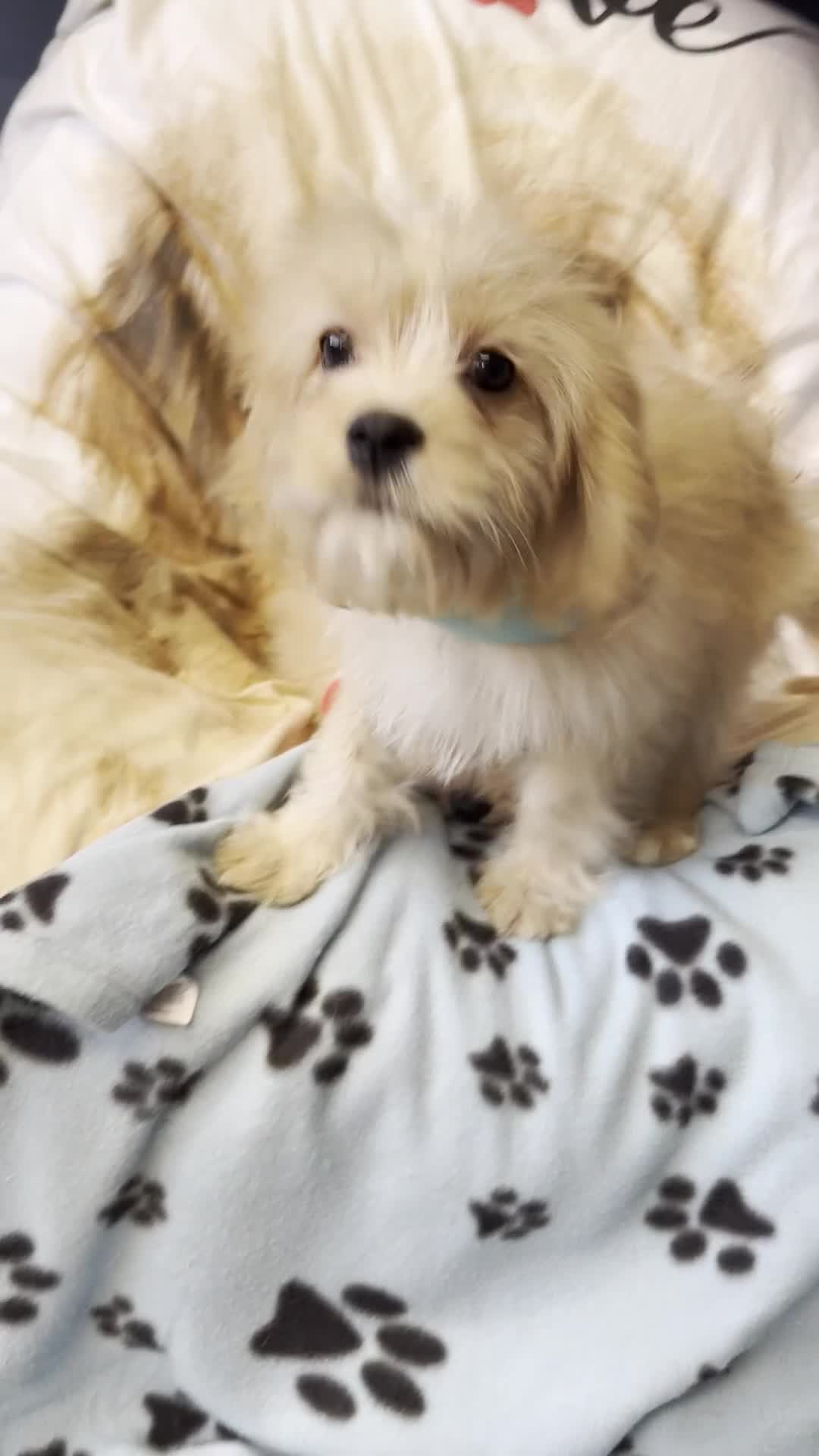 Cavachon dogs for sale: Fluffball Cavapoos ready to go 💕 - Video 2