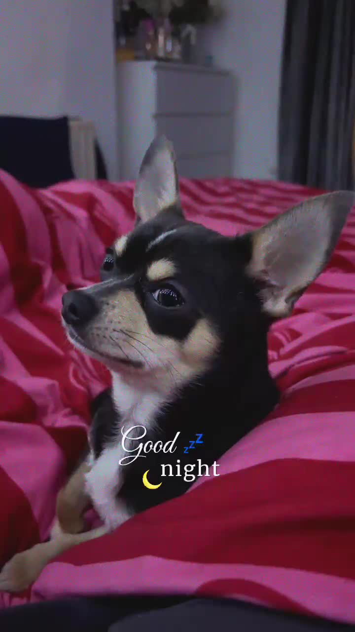 Chihuahua dogs for stud: Pablo, Blue Tri Chihuahua  - Video 1