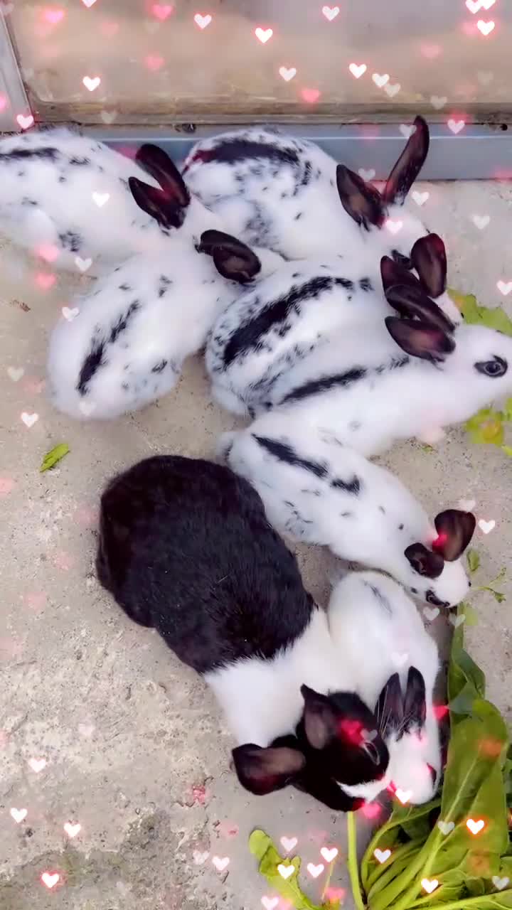 English Spot rabbits for sale: 🐰Beautiful Rabbits Available to Loving Homes🐰 - Video 2