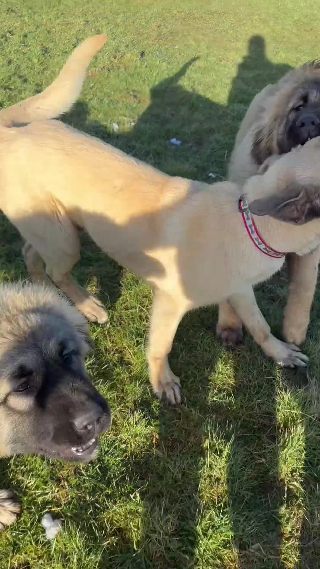 Turkish Kangal dogs for sale: Turkish Kangal ❤️Top of the Litter 🤩Pure Breed 🤩 - Video 1
