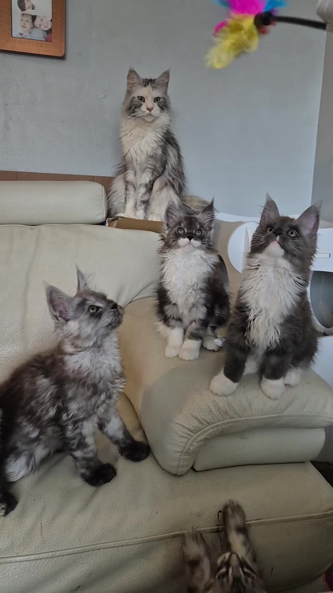 Maine Coon cats for sale: Tica registered maine coon kittens  - Video 2
