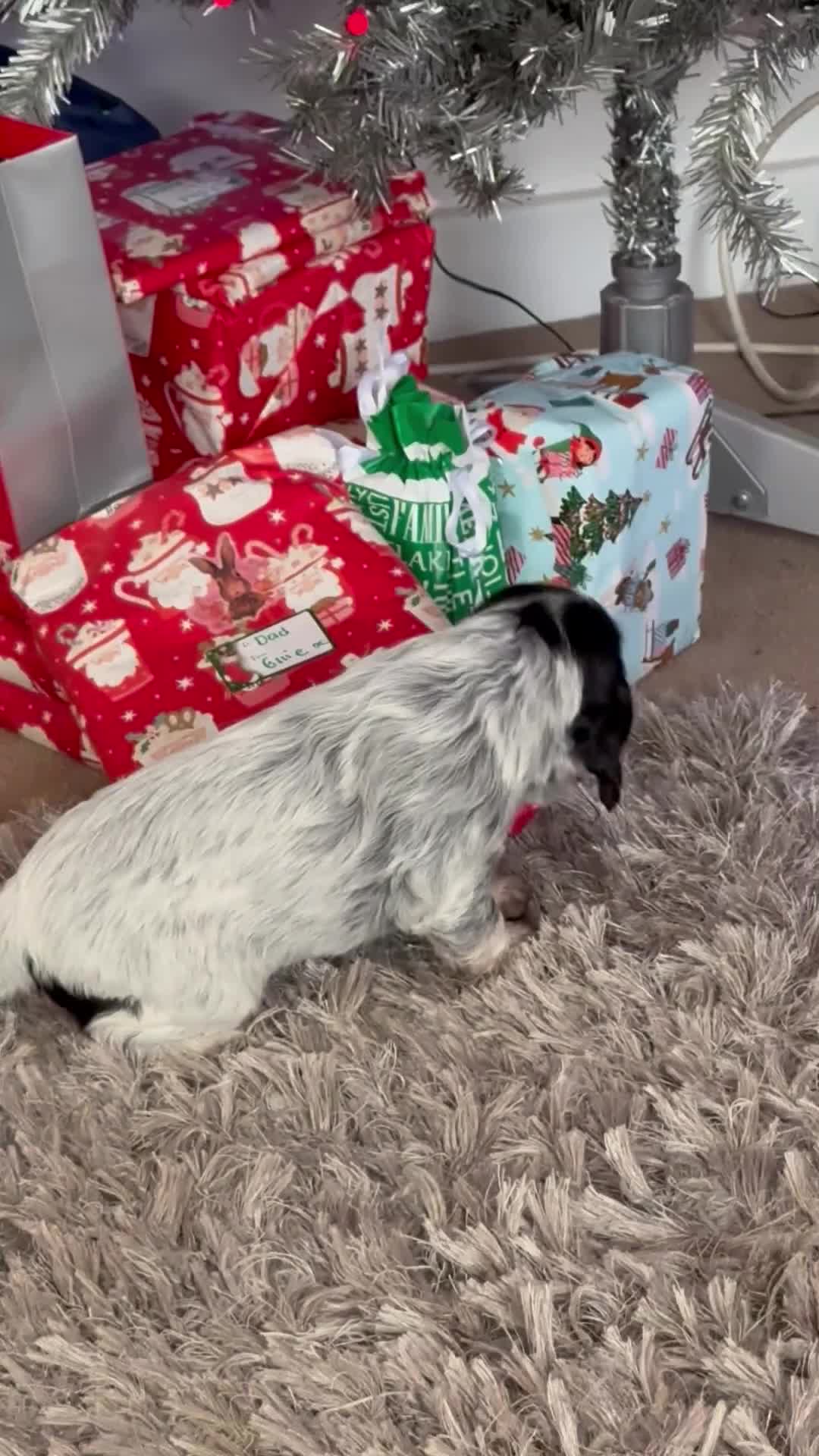 Cocker Spaniel dogs for sale: Show Type Cocker Spaniel Puppies – Girls Only - Video 2