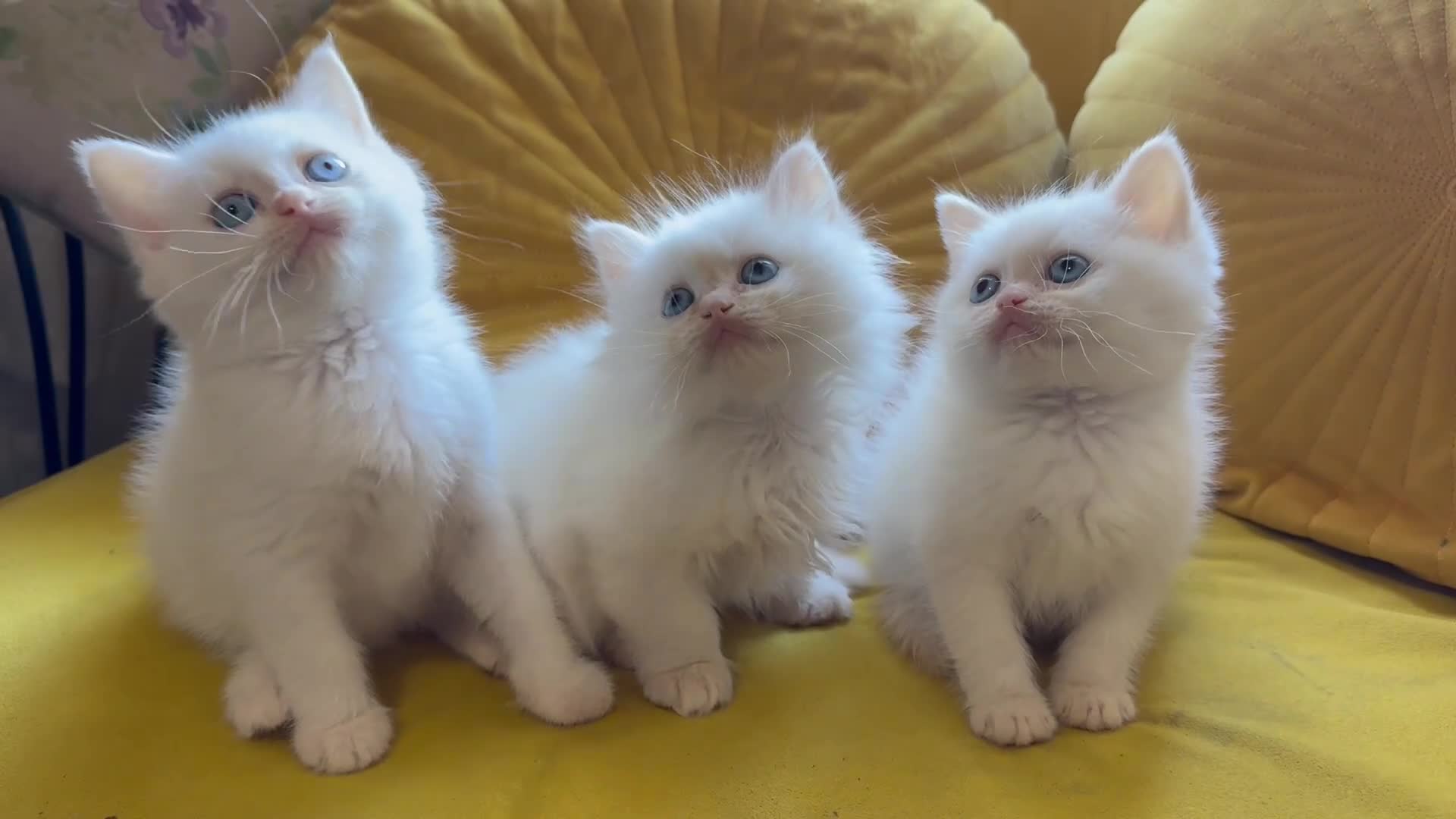 Mixed Breed cats for sale: Ragdoll x Persian  - Video 1