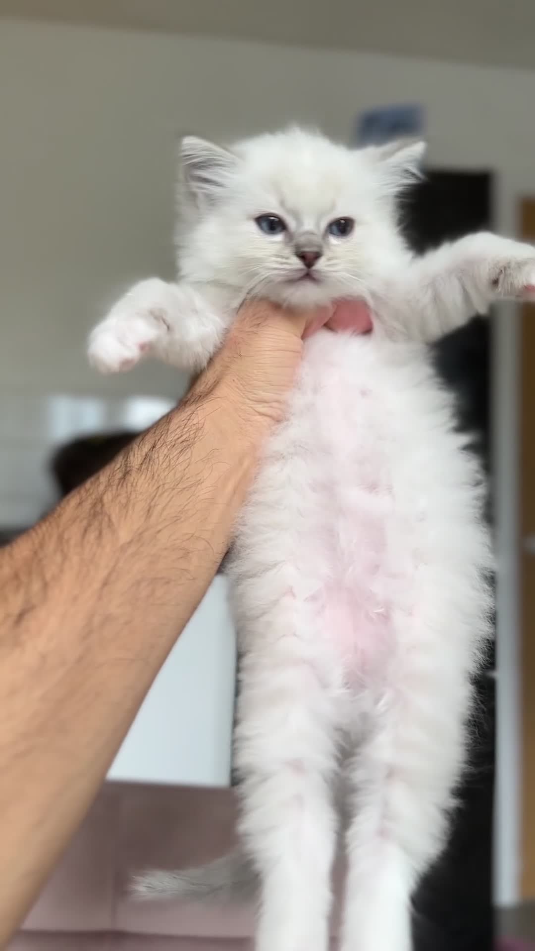 Ragdoll cats for sale: Gorgeous Balls Of Fluff 🥰😻🤗 - Video 4