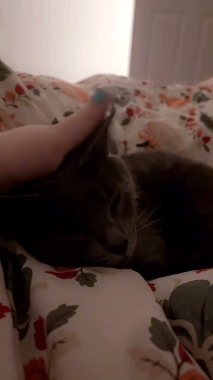 Russian Blue cats for sale: Please read description  - Video 1