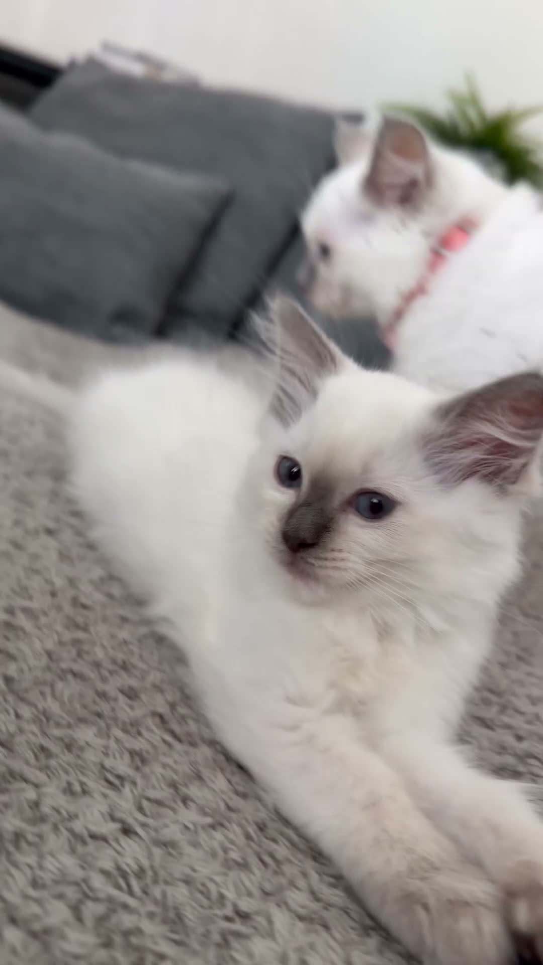 Ragdoll cats for sale: Pedigree Pure Ragdoll babies  - Video 4