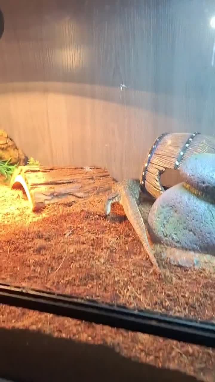 Mixed Breed reptiles for sale: Boss monitor  - Video 5