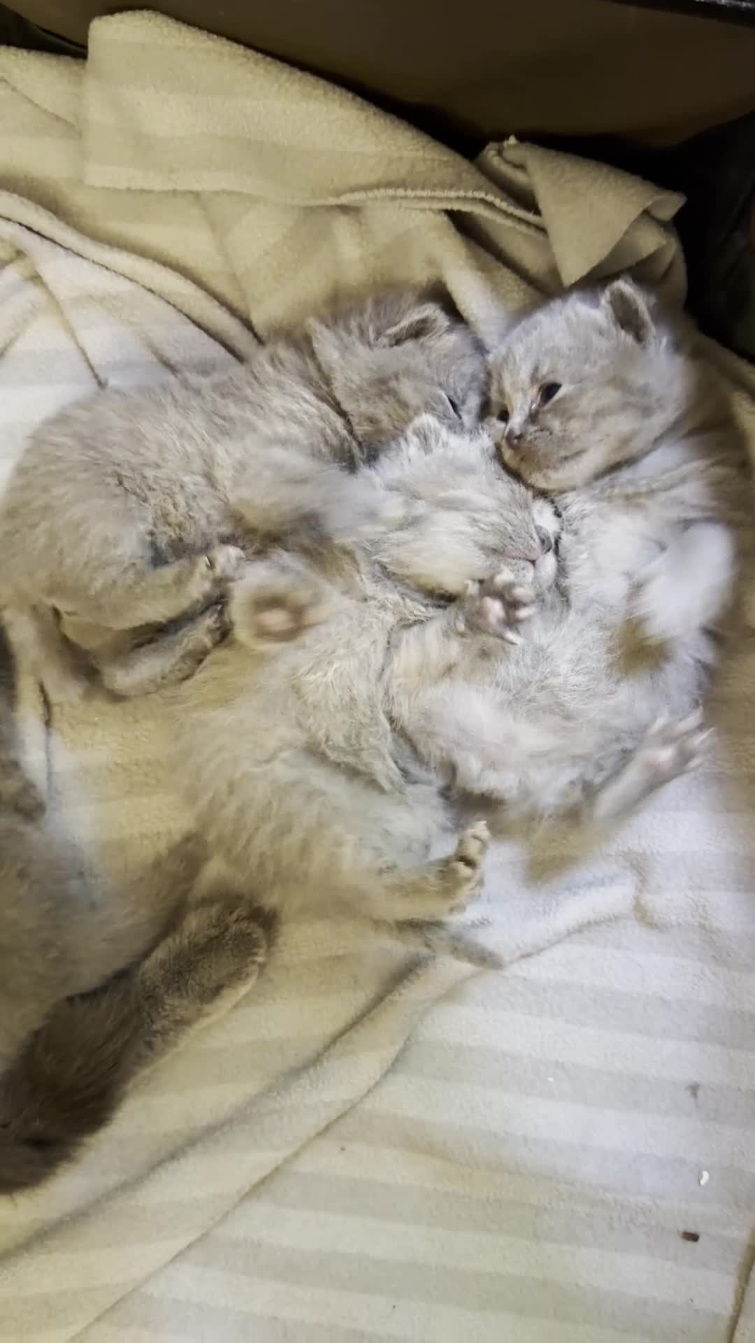 Scottish Fold cats for sale: Gorgeous Scottish Straight kittens - Video 1