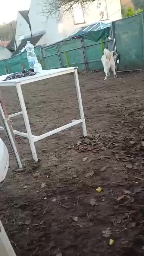 Mixed Breed dogs for adoption: BALOO – A Gentle Giant 🐻 with a Golden Heart 💛 - Video 4