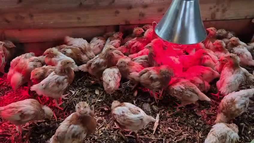 Chickens poultry for sale: Warren Chicks - Video 1