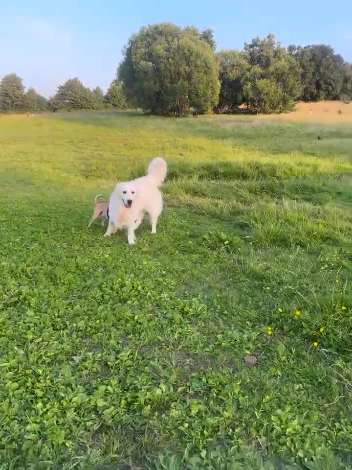 Golden Retriever dogs for stud: Looking for a Female Golden Retriever 🐾 - Video 1