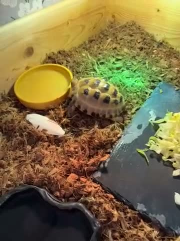 Tortoise reptiles for sale: 2 Horsefield torts, comes with full set up in Stockport - Video 1