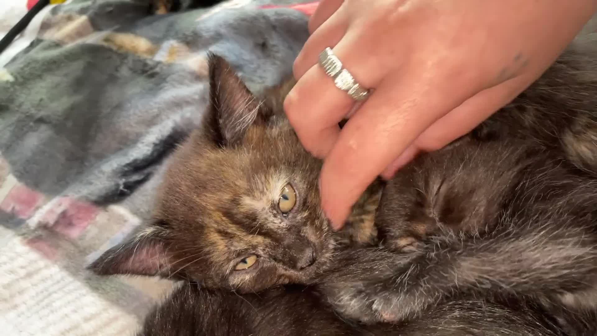 Mixed Breed cats for sale: Three beautiful kittens for sale  in Torquay - Video 1