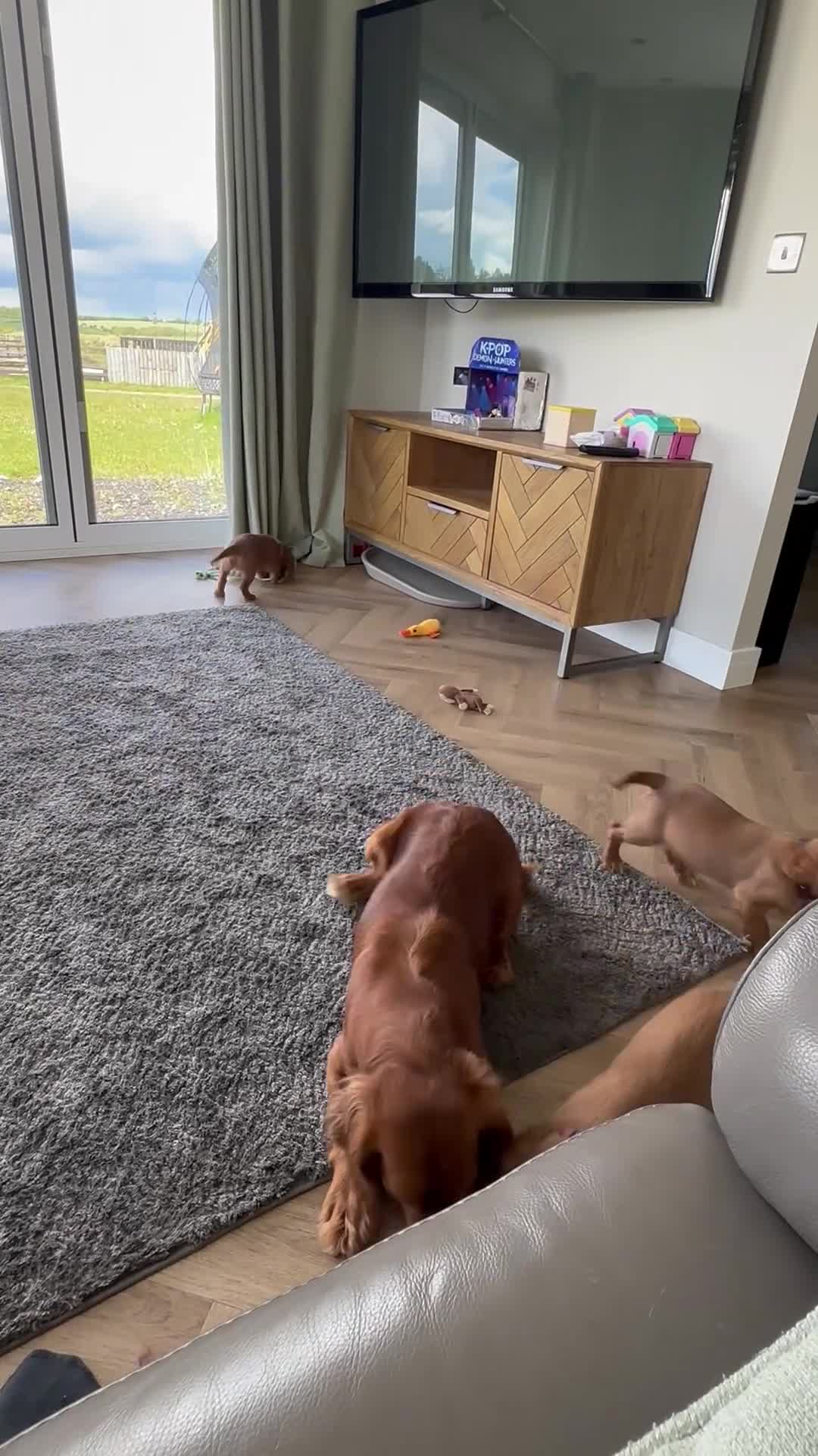 Cocker Spaniel dogs for sale: KC REGISTERED COCKER SPANIEL PUPPIES - Video 3