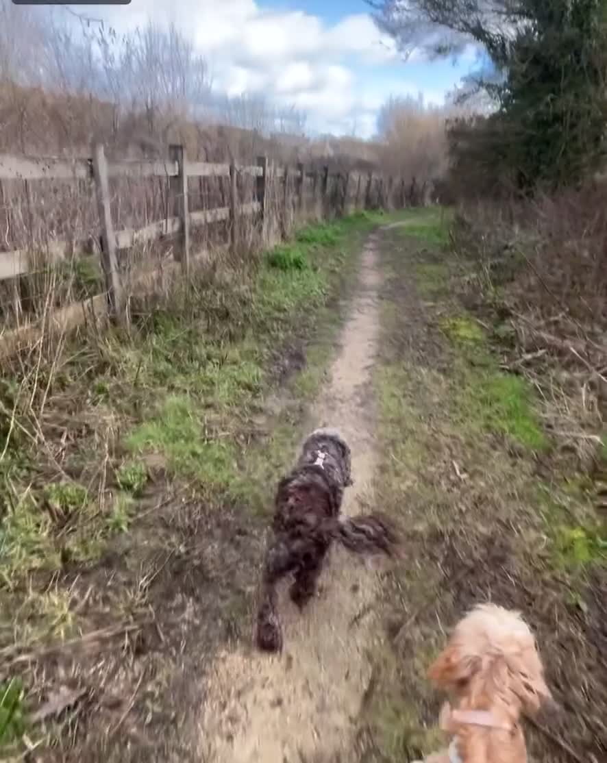 Cockapoo dogs for stud: Cockapoo for stud🤎 - Video 2