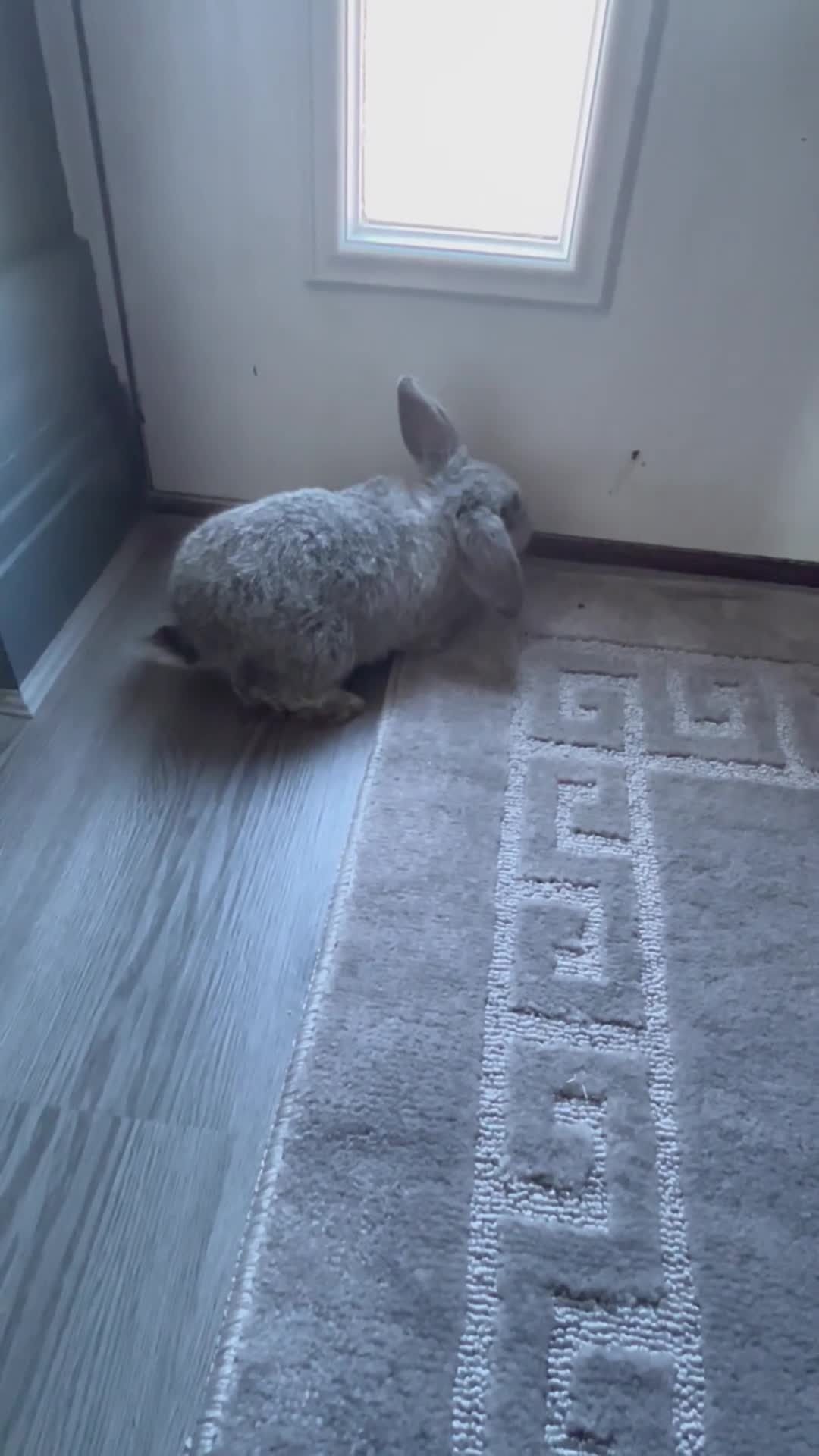 Mini Lop rabbits for sale: Mini lip babies  - Video 1