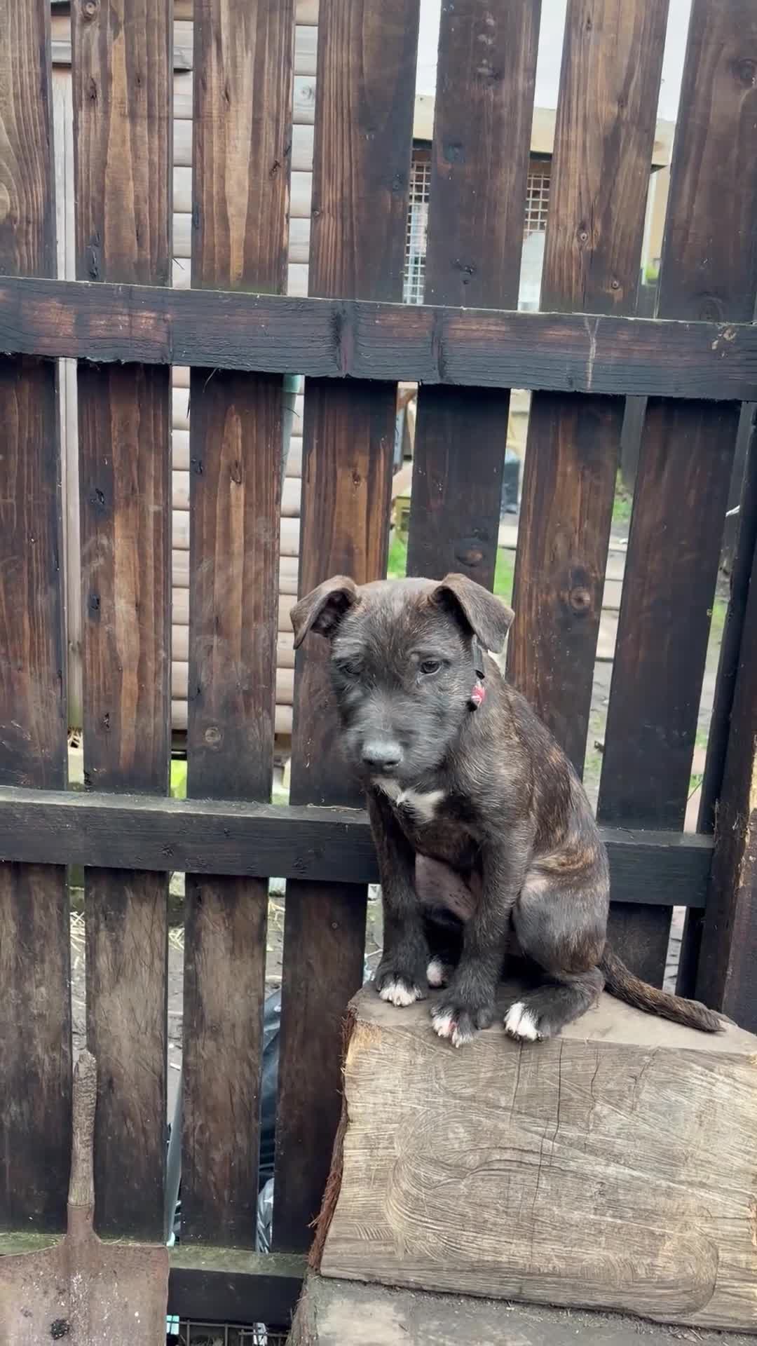 Mixed Breed dogs for sale: 5 months old wheaten terrier x female - Video 2