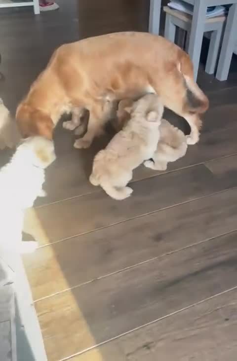 Goldendoodle dogs for sale:  🐶Multi-Generation Golden Double Doodle Puppies  - Video 1