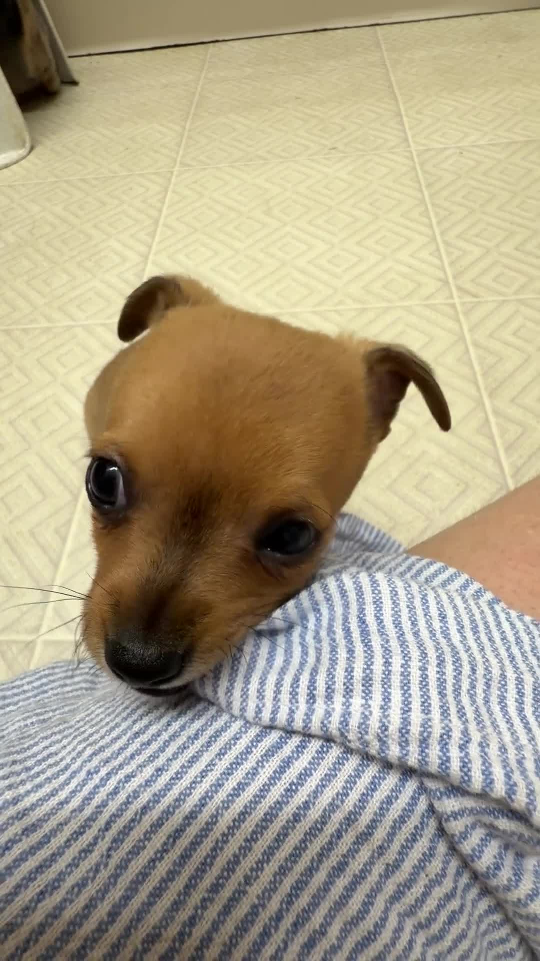 Mixed Breed dogs for sale: Chi-Jack-Weenie puppies - Video 1