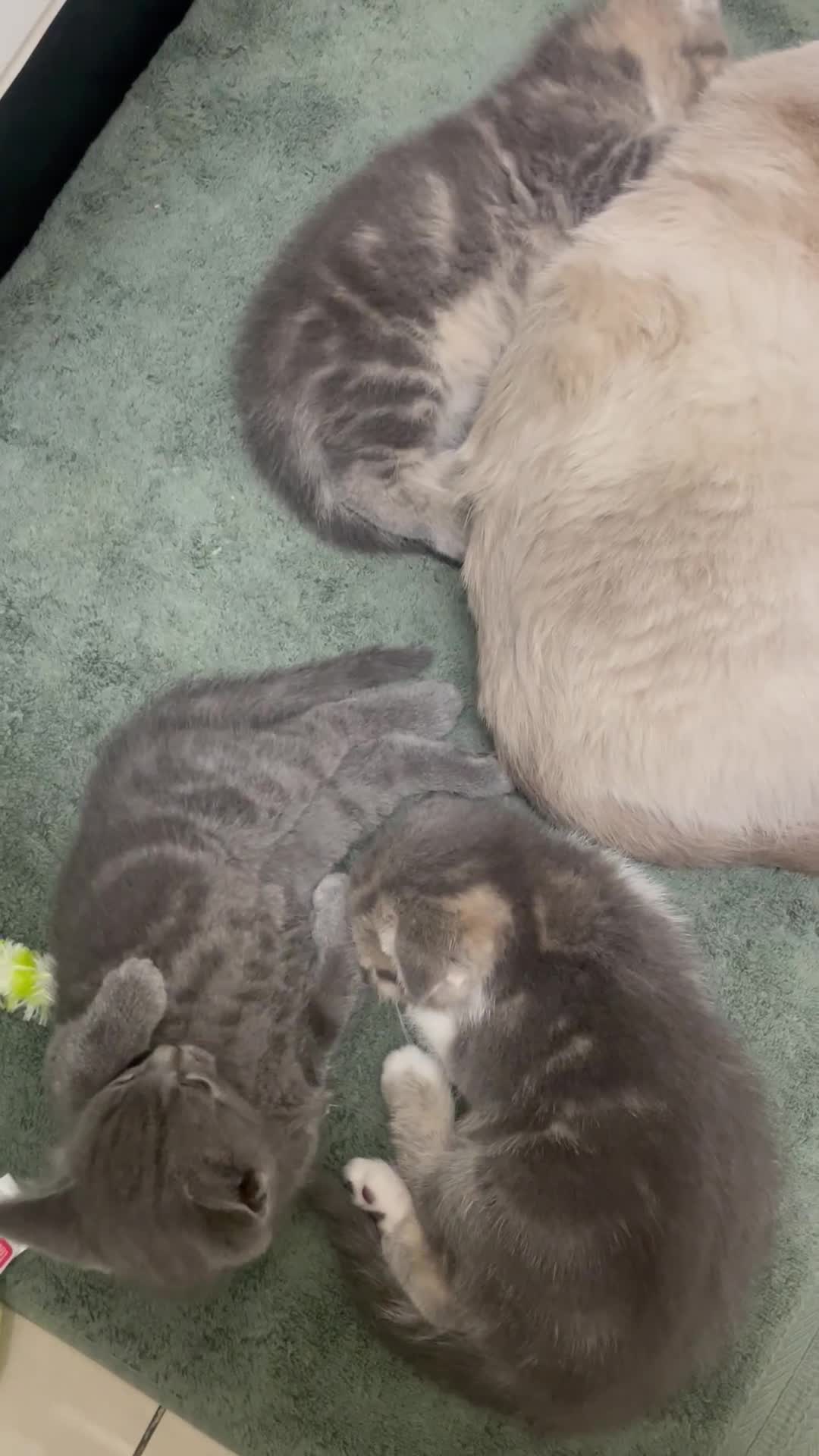 Scottish Fold cats for sale: Charming Scottish Fold Kitten – Born 7th July  - Video 1