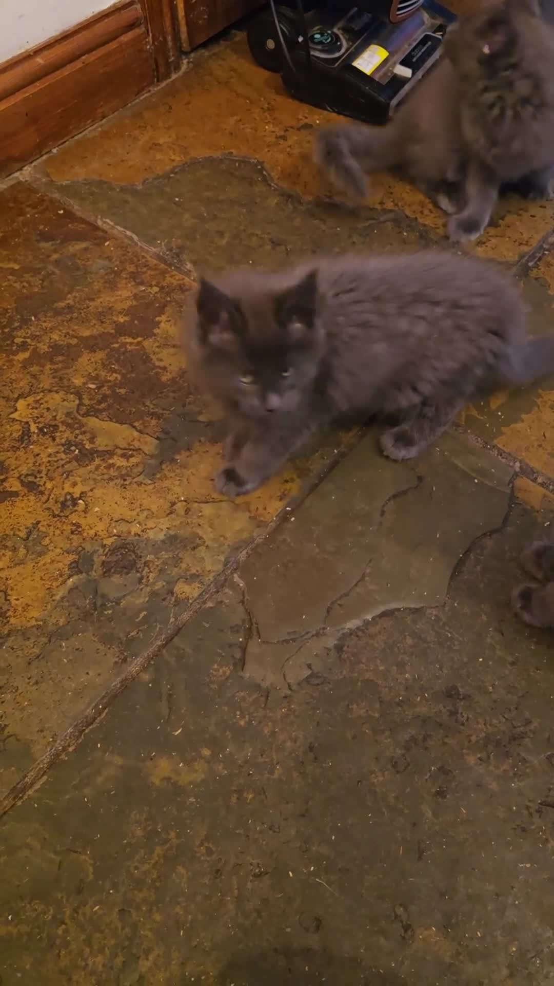 Maine Coon cats for sale: Blue Maine Coon babies - Video 1