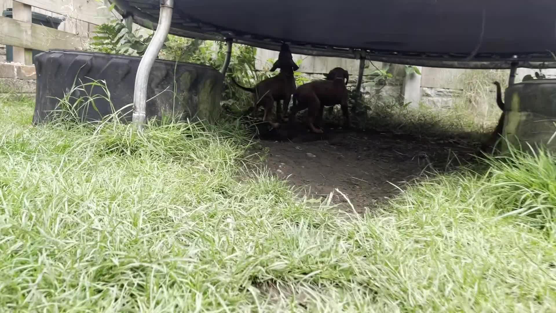 Rhodesian Ridgeback dogs for sale: Ridgeback: Chunky, Large Paws and Full Ridges  in Buckley - Video 3