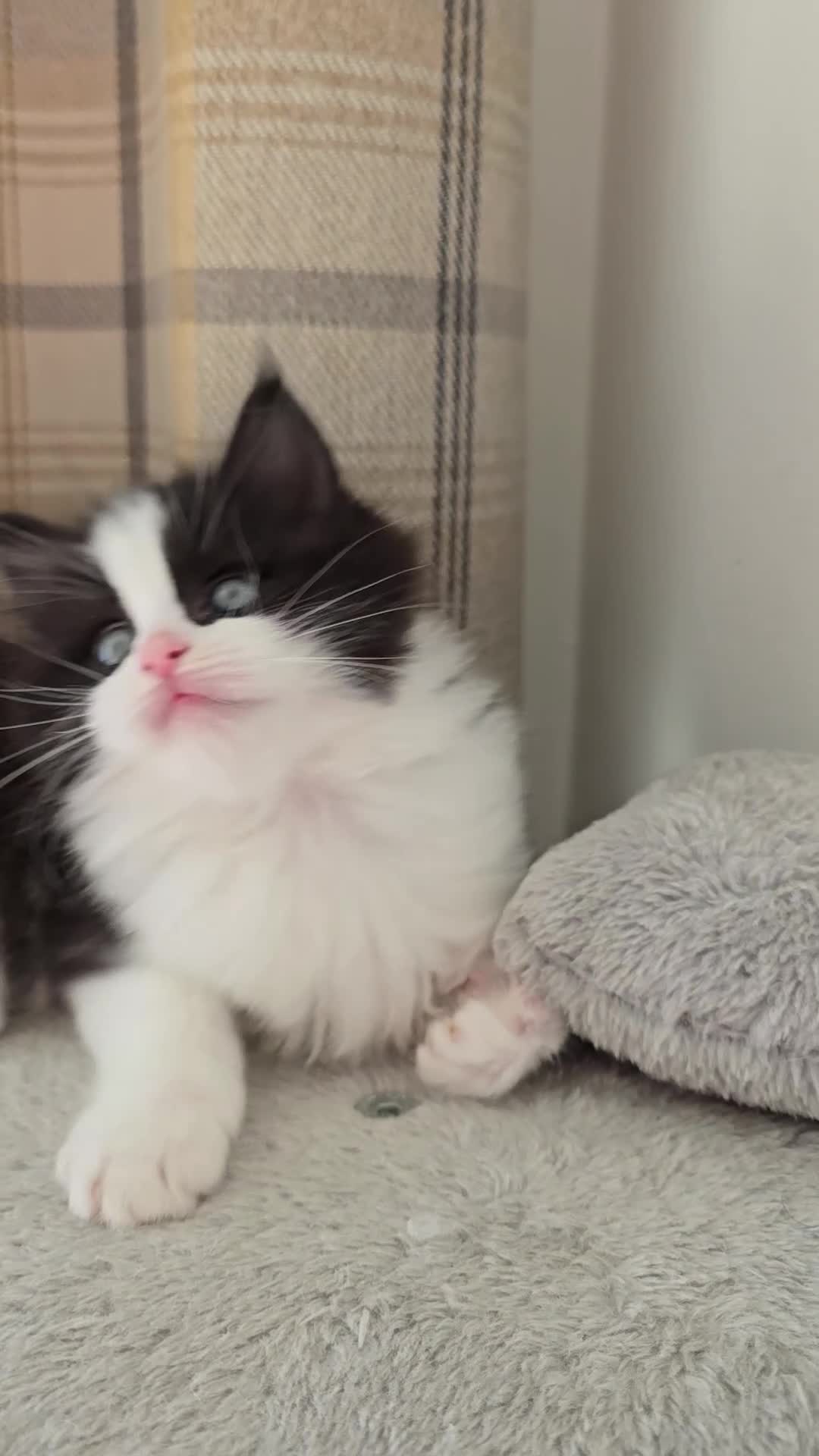 Mixed Breed cats for sale: Ragdoll/Maincoon mix - Video 1