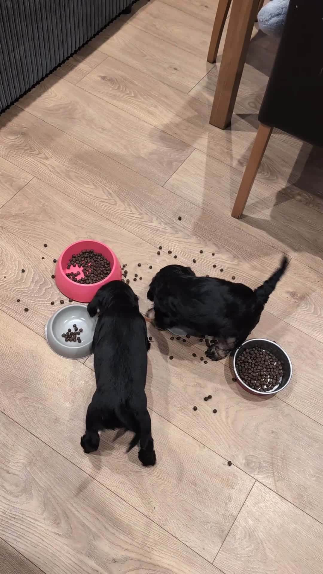 Cockapoo dogs for sale: Cockapoo 1 boy, Ready now, microchipped, vaccine  - Video 4