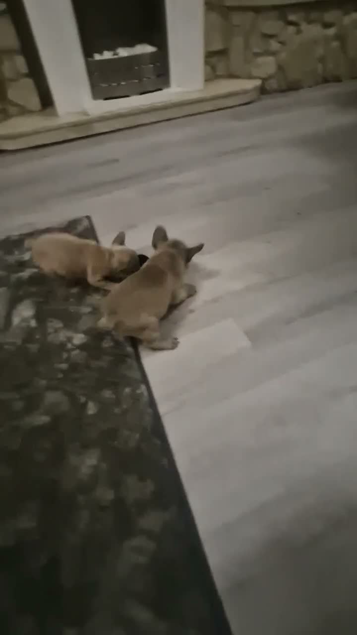 French Bulldog dogs for sale: French bulldog  - Video 1