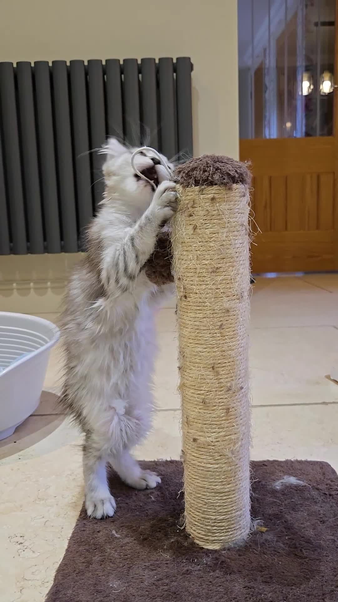 Maine Coon cats for sale: 1 GCCF Registered Female  - Video 2