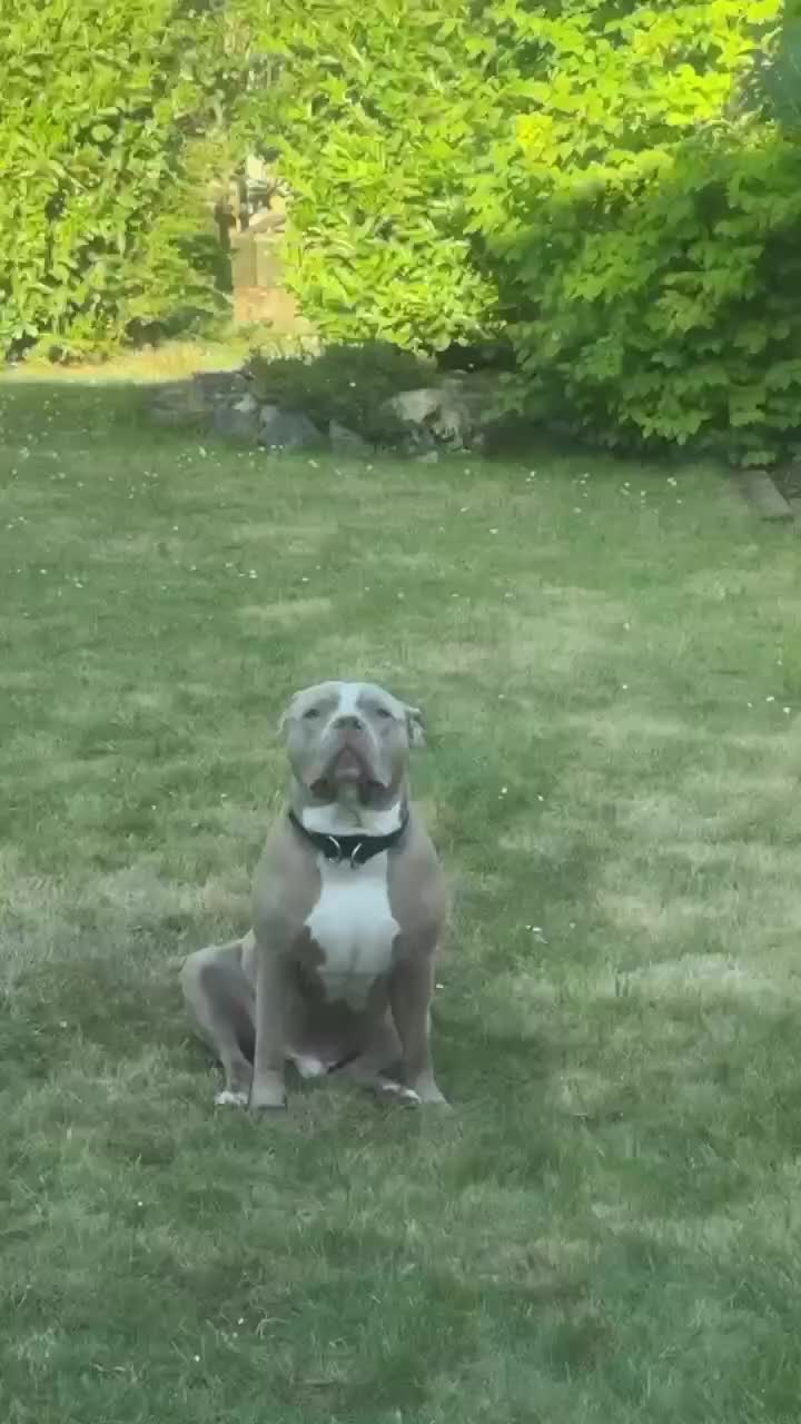 American Bull Staffy dogs for sale: Rocky  - Video 1