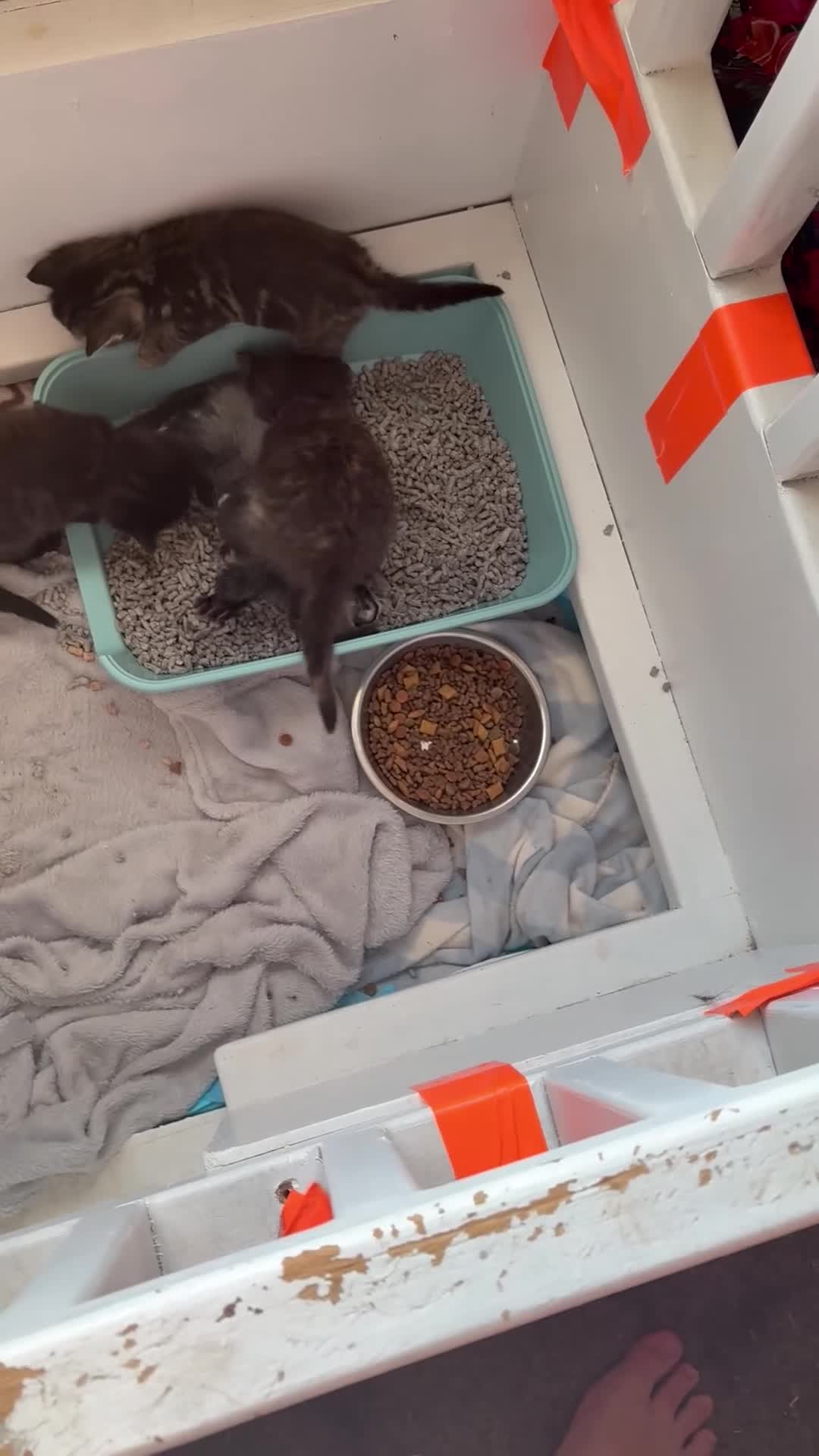 Mixed Breed cats for sale: 3 Kittens | 2 Boys, 1 Girl - Video 1